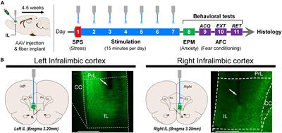 Daily Optogenetic Stimulation of the Left Infralimbic Cortex Reverses Extinction Impairments in Male Rats Exposed to Single Prolonged Stress